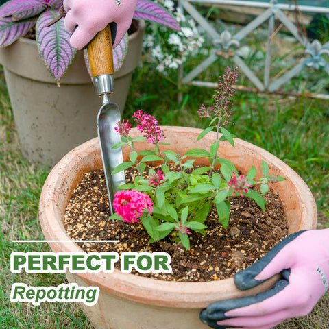 Haliaeetus Seeding Widger stainless steel blade resists rust during digging.