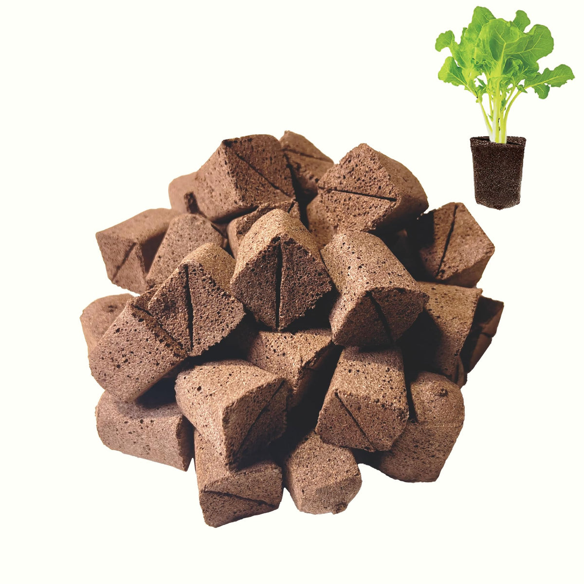 Haligo square hydroponics pods in seed-starter setup for easy succulent propagation.