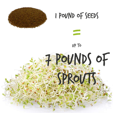 Harvest-ready alfalfa sprouts in about 5–6 days with Handy Pantry seeds.