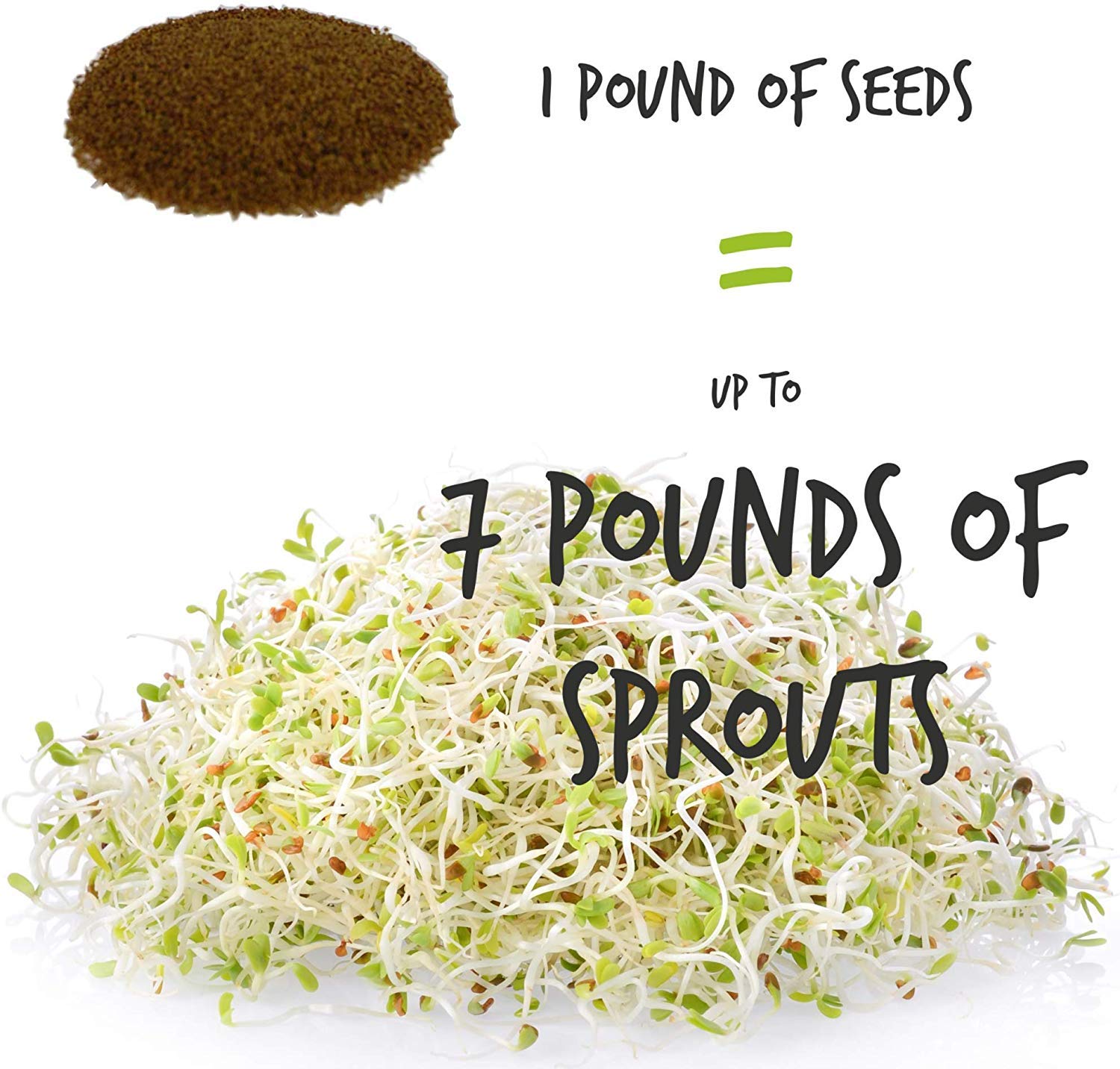 Handy Pantry alfalfa sprouts ready to harvest in about 5–6 days