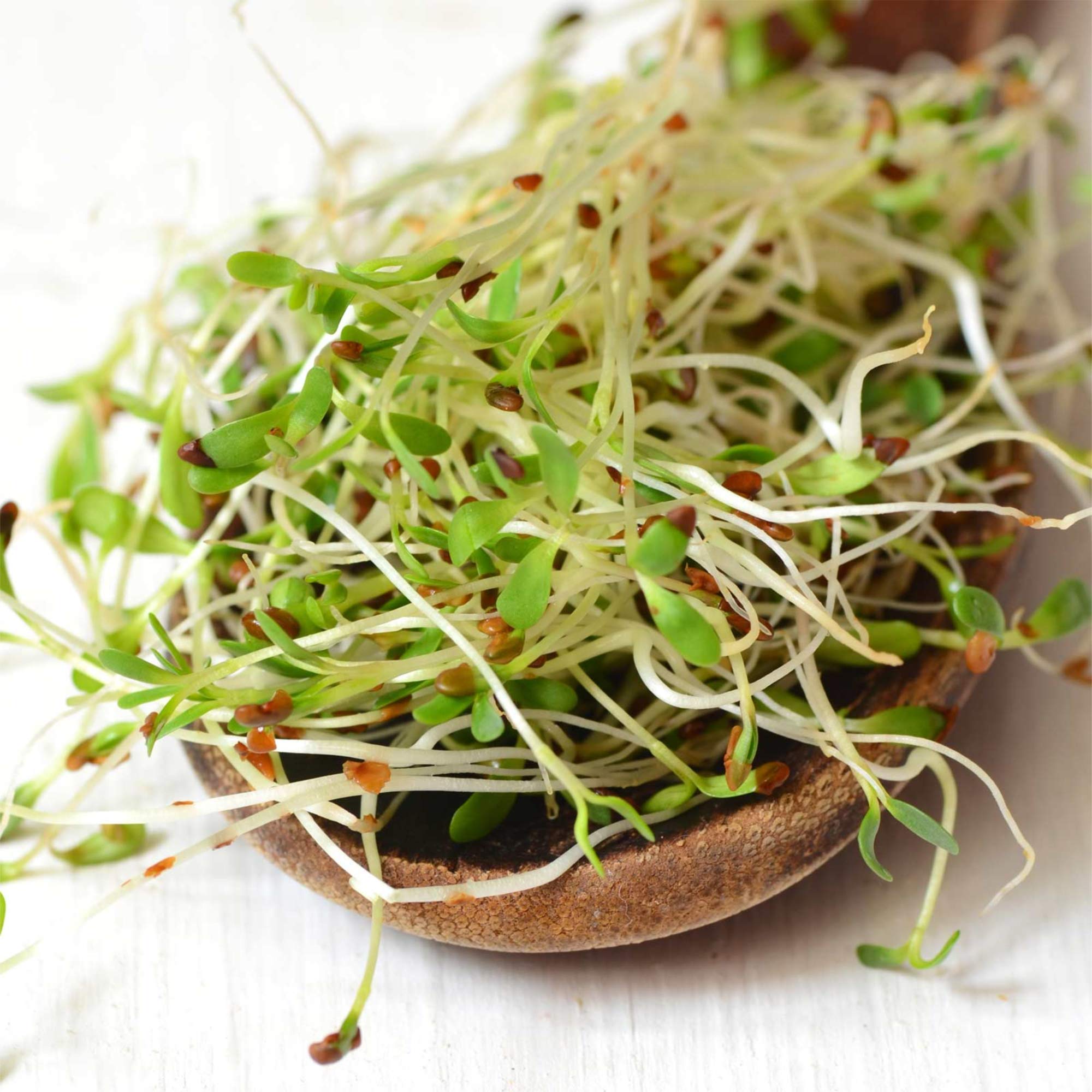 Handy Pantry alfalfa sprouts in a jar, ready for quick harvest.