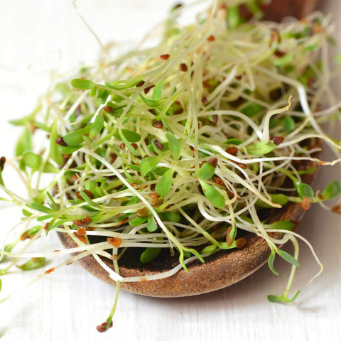 Handy Pantry alfalfa sprouts in a jar, ready for quick harvest.