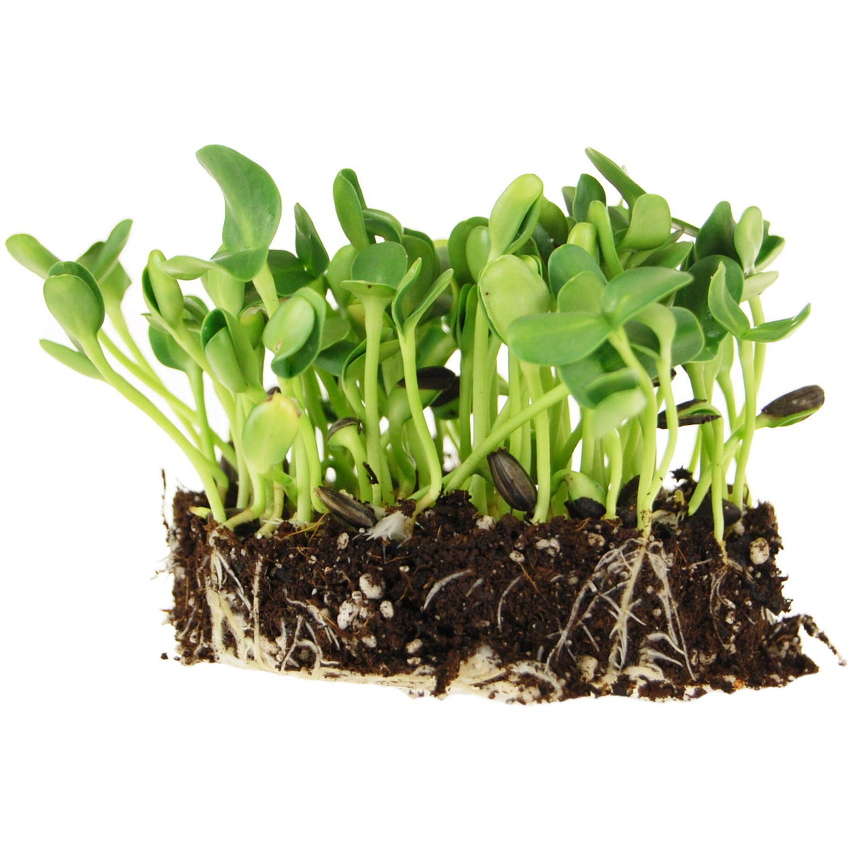 Handy Pantry black oil sunflower seeds for sprouting in a tray, delivering crisp microgreens.