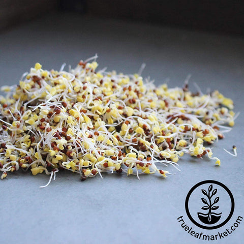 Handy Pantry broccoli sprouts seeds ideal for microgreens and smoothies.