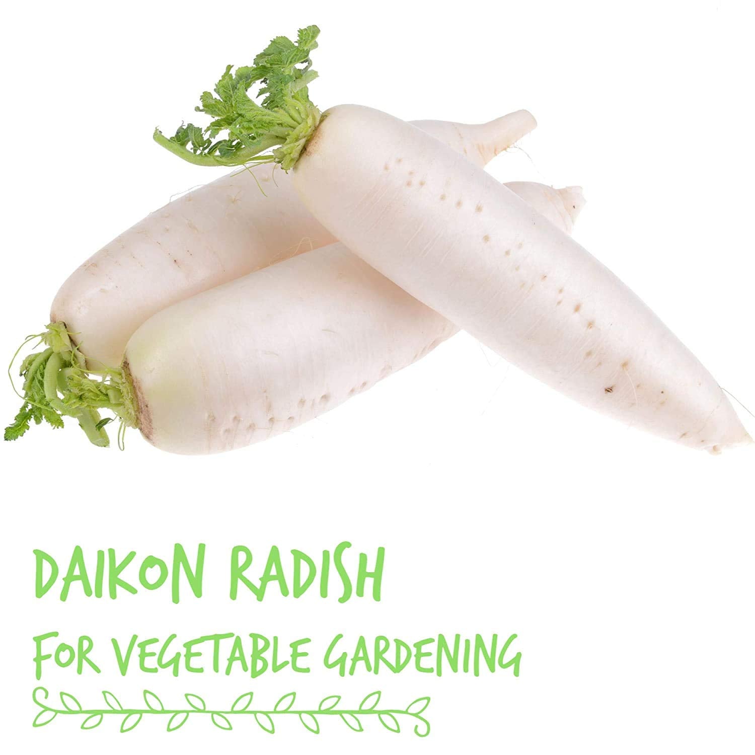 Handy Pantry daikon microgreens harvest ready to brighten meals.