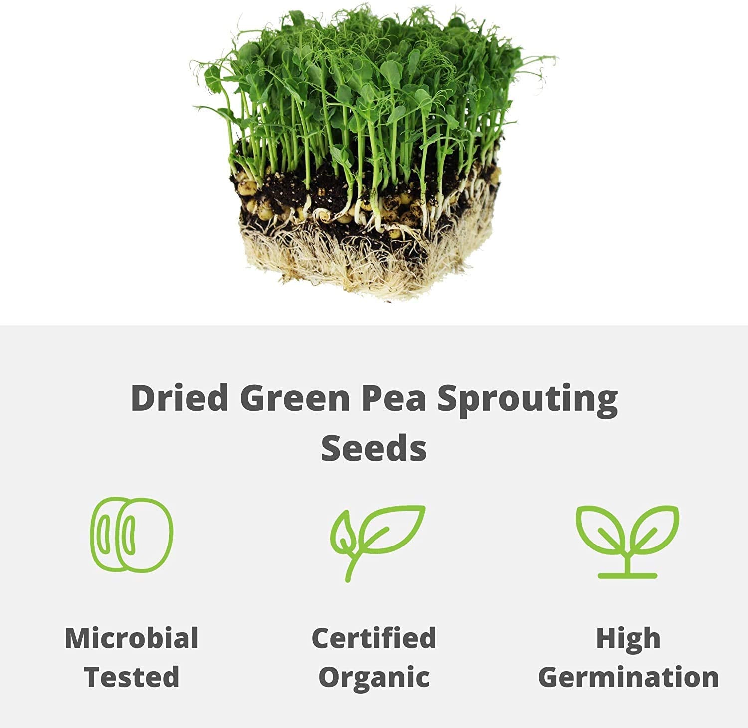 Handy Pantry dry green pea seeds in hand for planting prep.