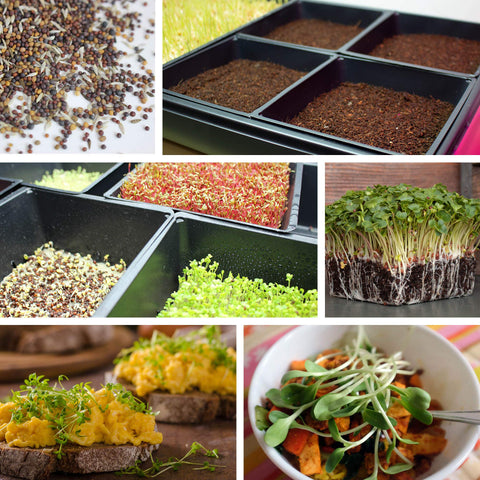 Handy Pantry food-safe tray, FDA-approved material for fresh produce growing.