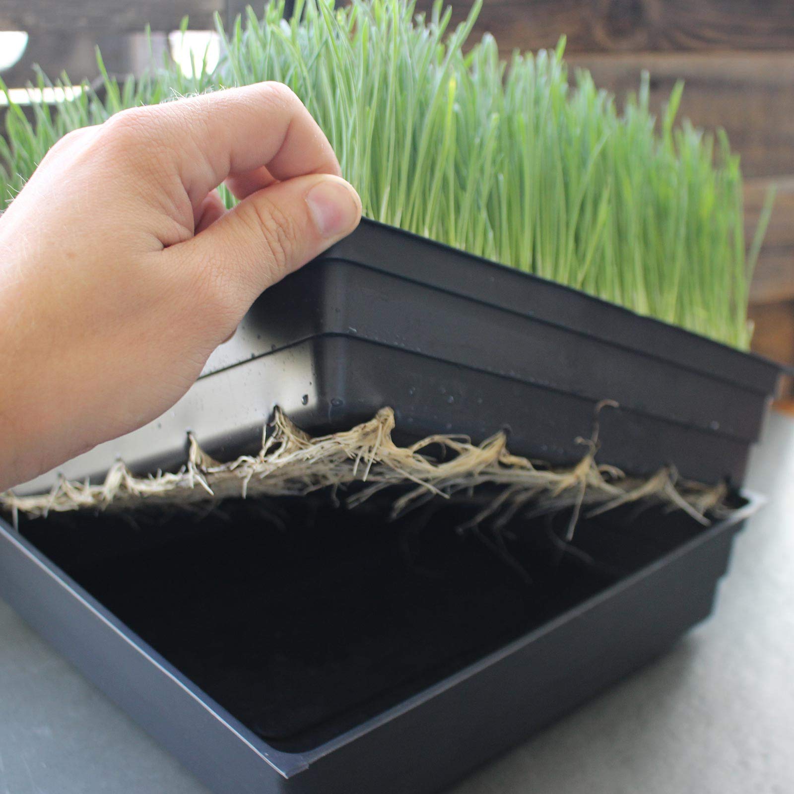 Bonus PDF ebook: Wheatgrass, Sprouts, Microgreens & Living Diet from Handy Pantry.