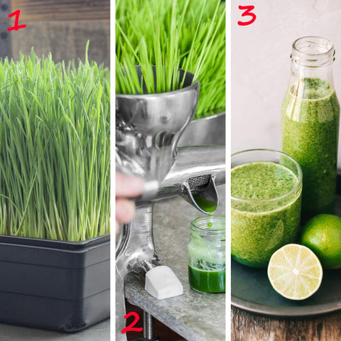 Handy Pantry hydroponic tray in use, supports stacked, space-saving nursery flats.
