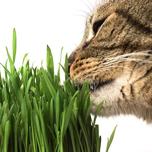 Handy Pantry indoor harvest of wheatgrass ready for bowls or treats.