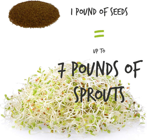 Handy Pantry mung sprouting seeds pack ideal for quick crunchy sprouts