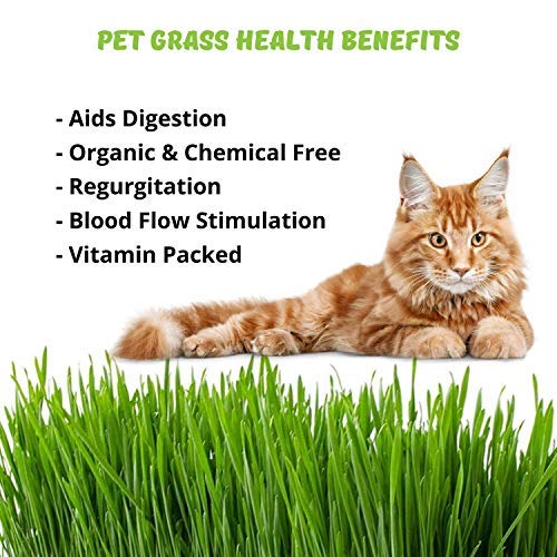 Handy Pantry non-GMO wheatgrass seeds for easy indoor sprouting and pet greens.