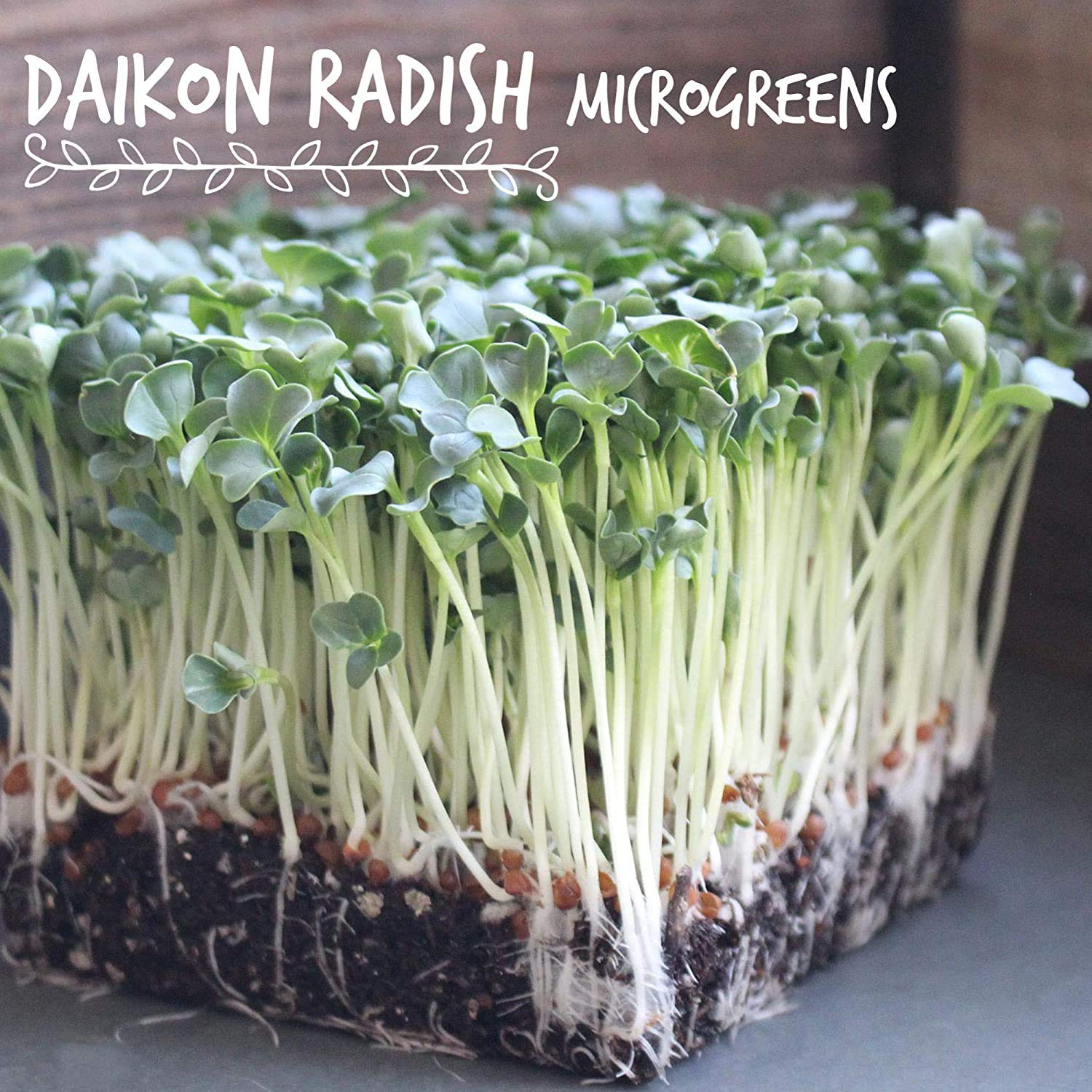 Handy Pantry nutrient-dense radish sprouts ideal for salads and garnishes.