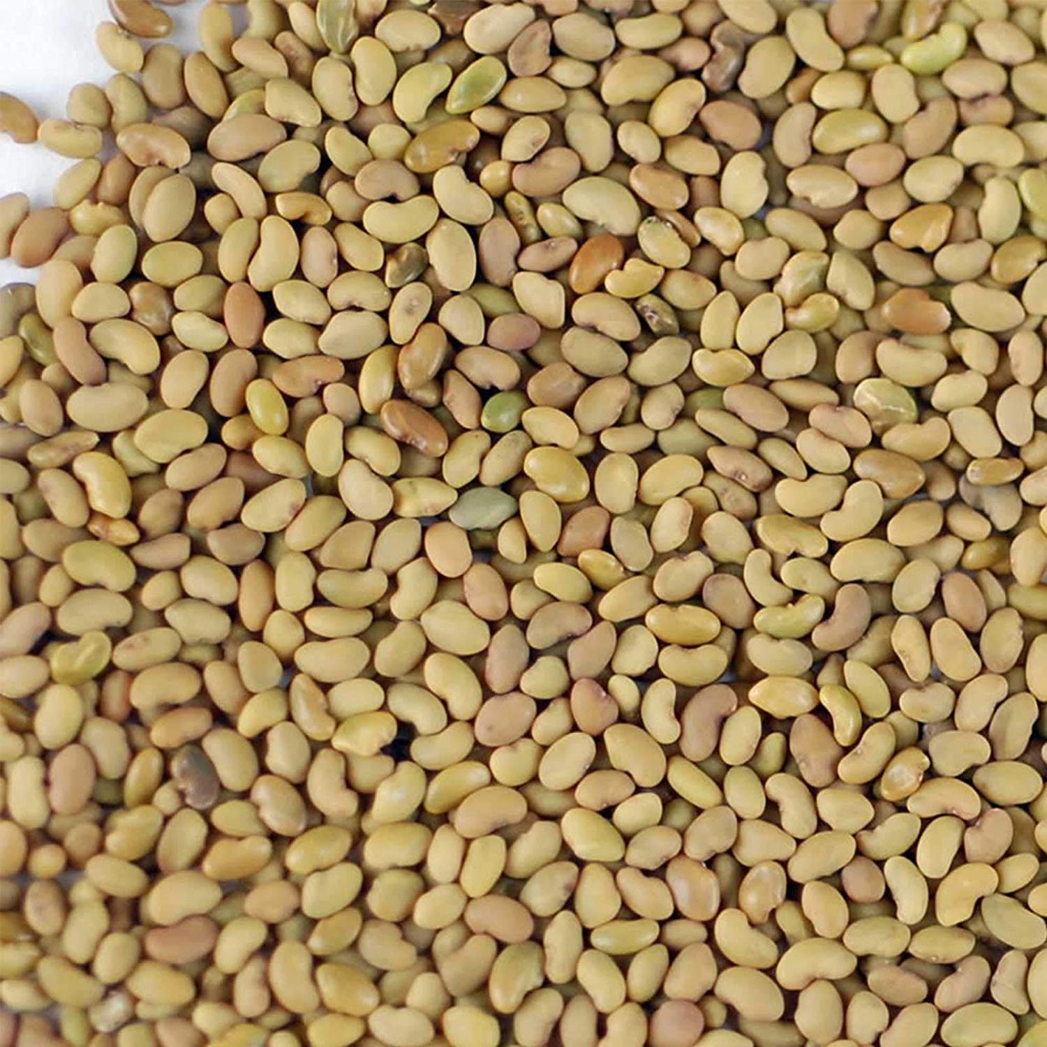 Handy Pantry organic alfalfa seeds; non-GMO for safe home sprouting.