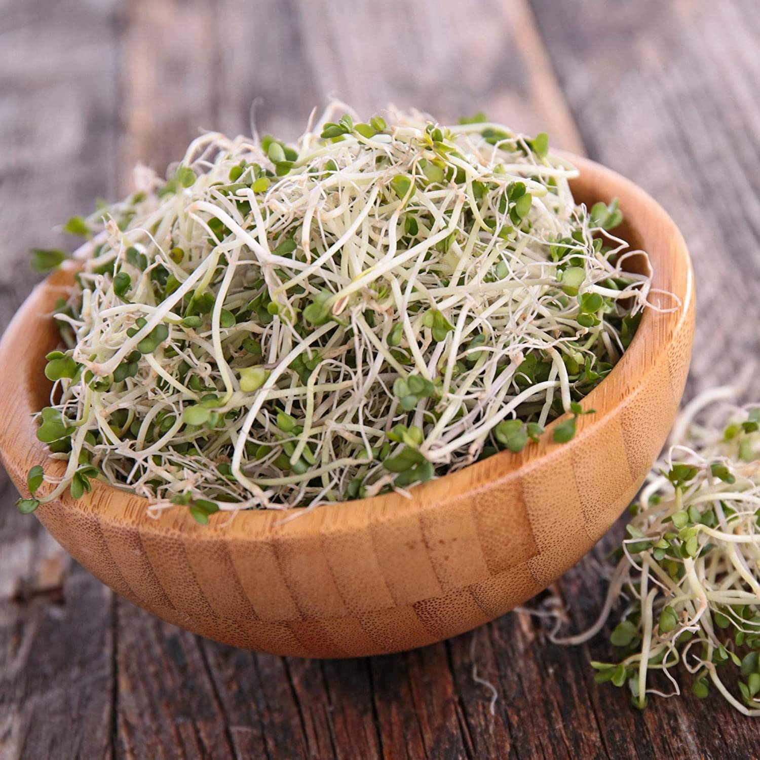 Handy Pantry organic broccoli sprouts seeds bulk for large batches.