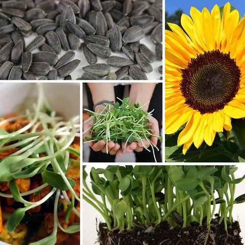 Handy Pantry organic non-GMO seeds certified for quality and reliable sprouting.