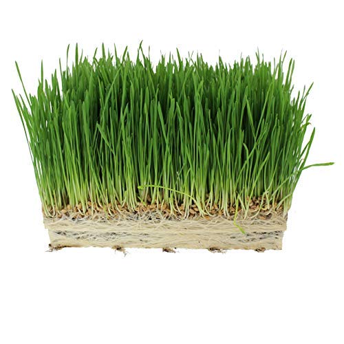 Handy Pantry pets enjoying cat grass indicates natural fiber and tasty greens.