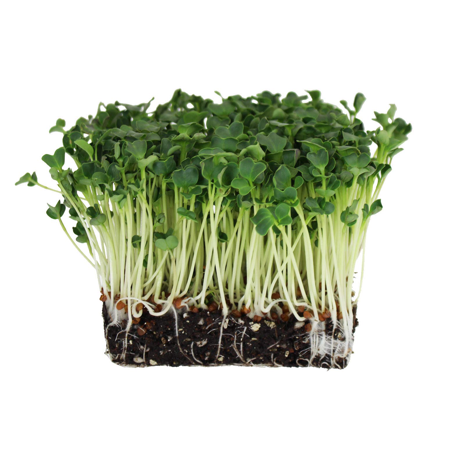 Handy Pantry radish seeds soaking bowl demonstrates quick prep for sprouting.