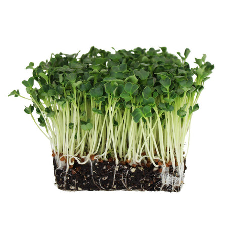 Handy Pantry radish seeds soaking bowl demonstrates quick prep for sprouting.