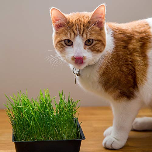 Handy Pantry soil or coconut coir setup supports simple at-home growing.
