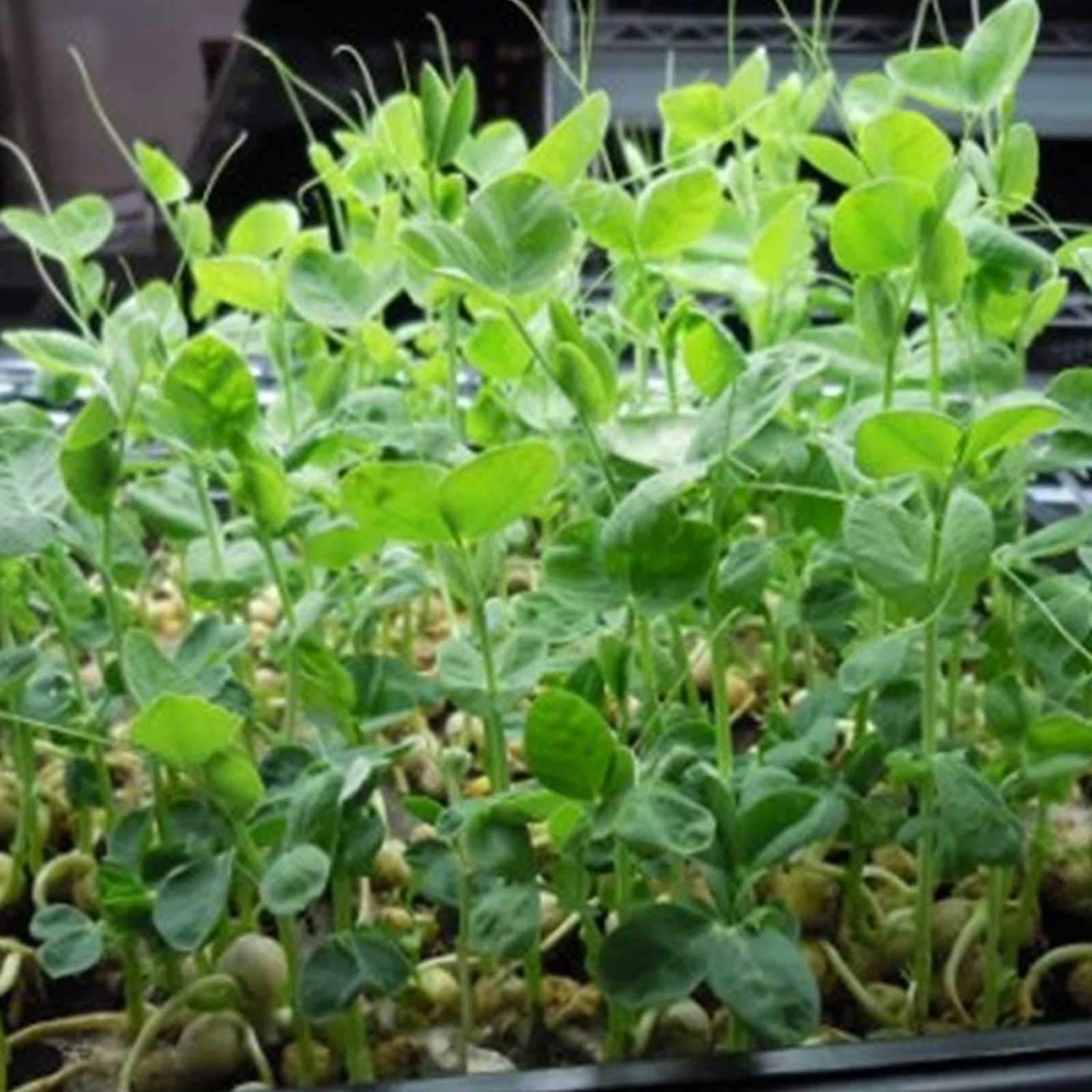 Handy Pantry sprouts growing in a tray for microgreens and gardening.