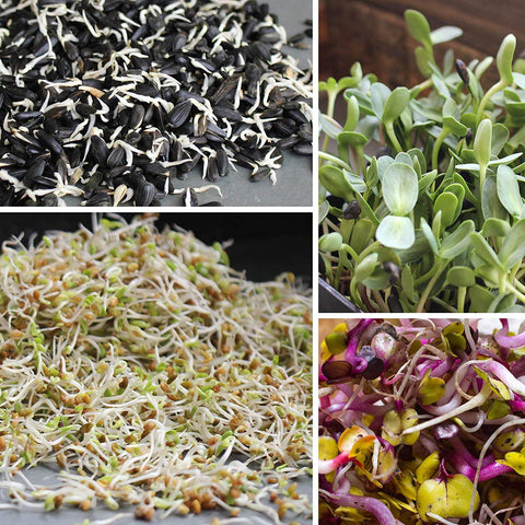 Handy Pantry US-sourced organic seeds supporting local farming and sustainable supply.