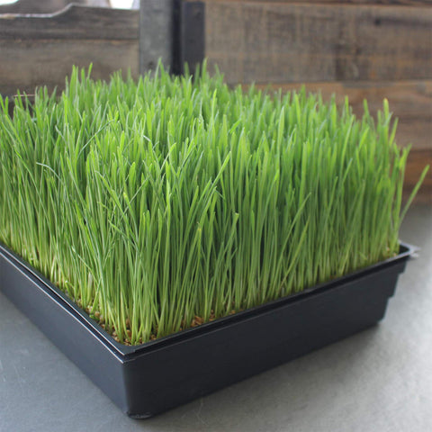 Handy Pantry wheatgrass tray setup, ideal for efficient sprouting and daily harvests.