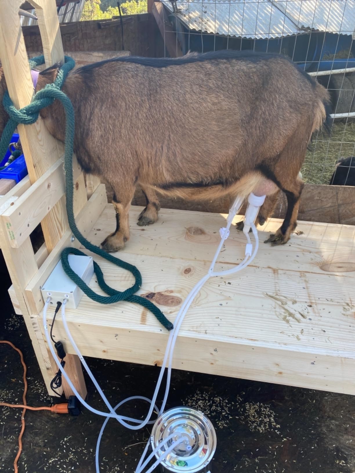 Hantop Goat Milking Machine assembly step image captures quick setup in seconds.