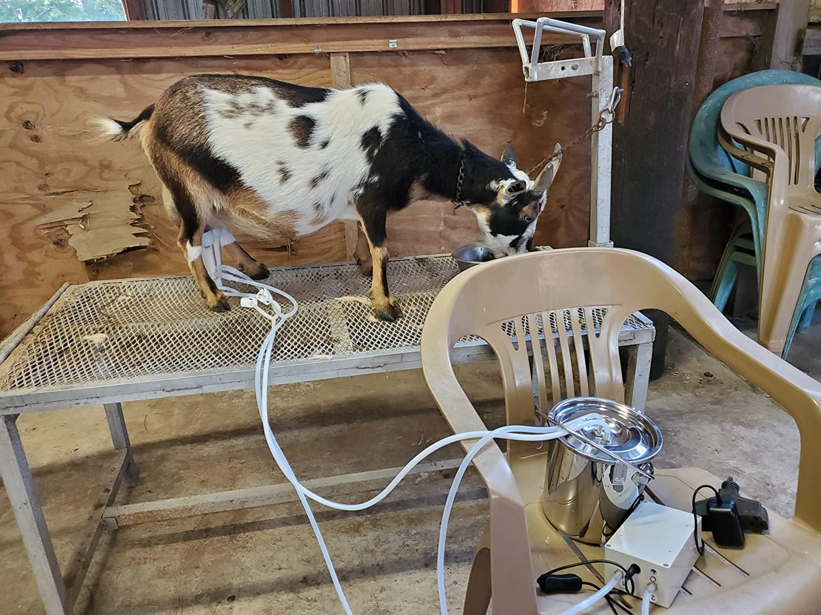 Hantop Goat Milking Machine on-farm usage scenario shows ready-to-use milking with goats.