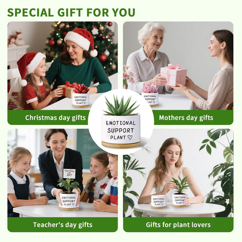 Haooxinwei no plants included label clarifies contents for easy gifting.