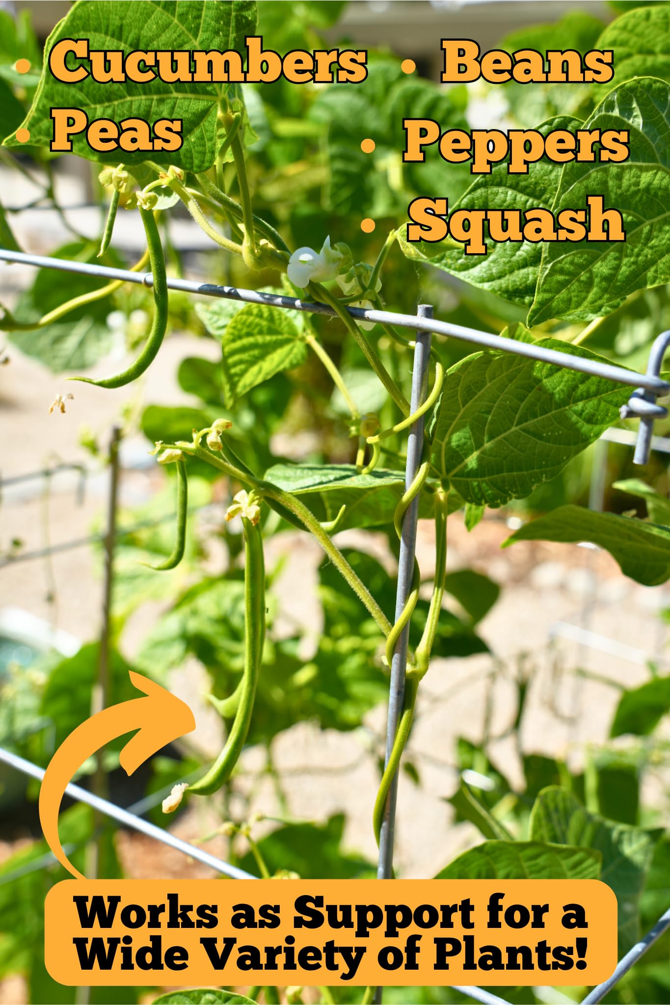 Happy Trees Hemp garden setup with tomato cage supporting vigorous vines.