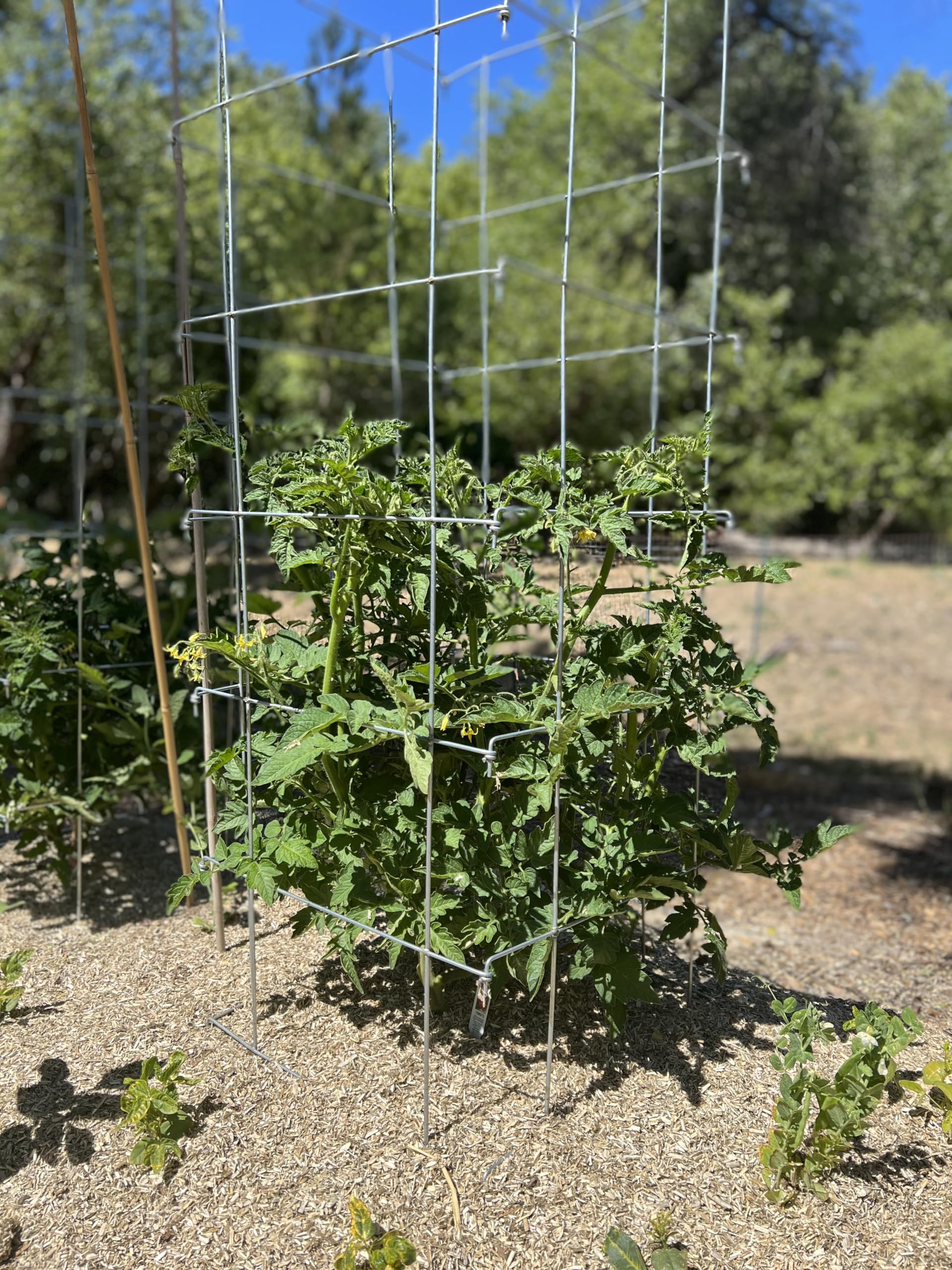 Happy Trees Hemp in-use tomato cage supporting a flourishing tomato plant.