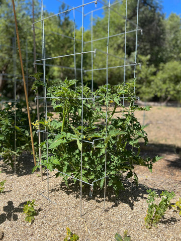 Happy Trees Hemp in-use tomato cage supporting a flourishing tomato plant.