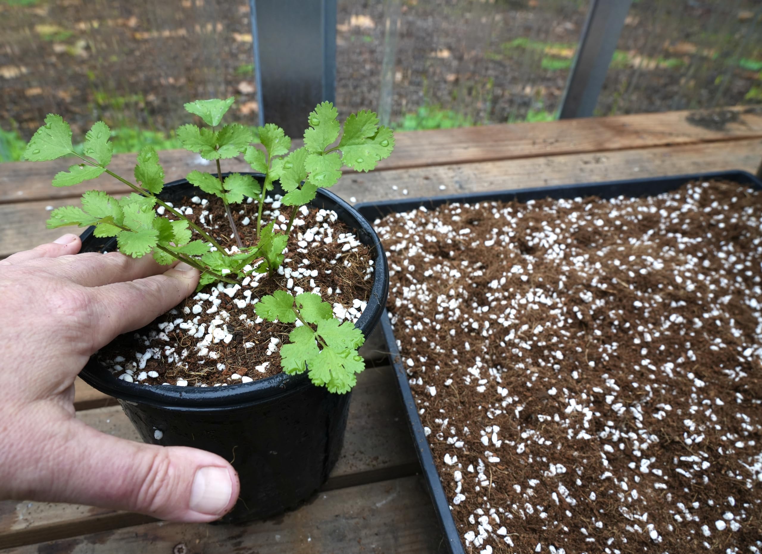 Happy Trees sustainable coconut byproduct peat-free growing medium