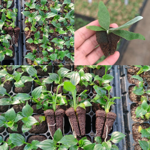 Hapxalie pre-cut slit design cloning plug eases insertion while protecting tender roots.
