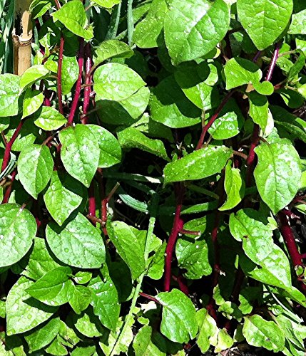 Harley Seeds alugbati vine demonstrates lush green leaves for soups.