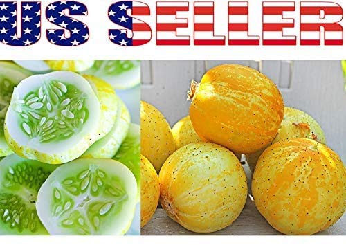 Harley Seeds Armenian cucumber: long pale-skinned slicer for hot days.