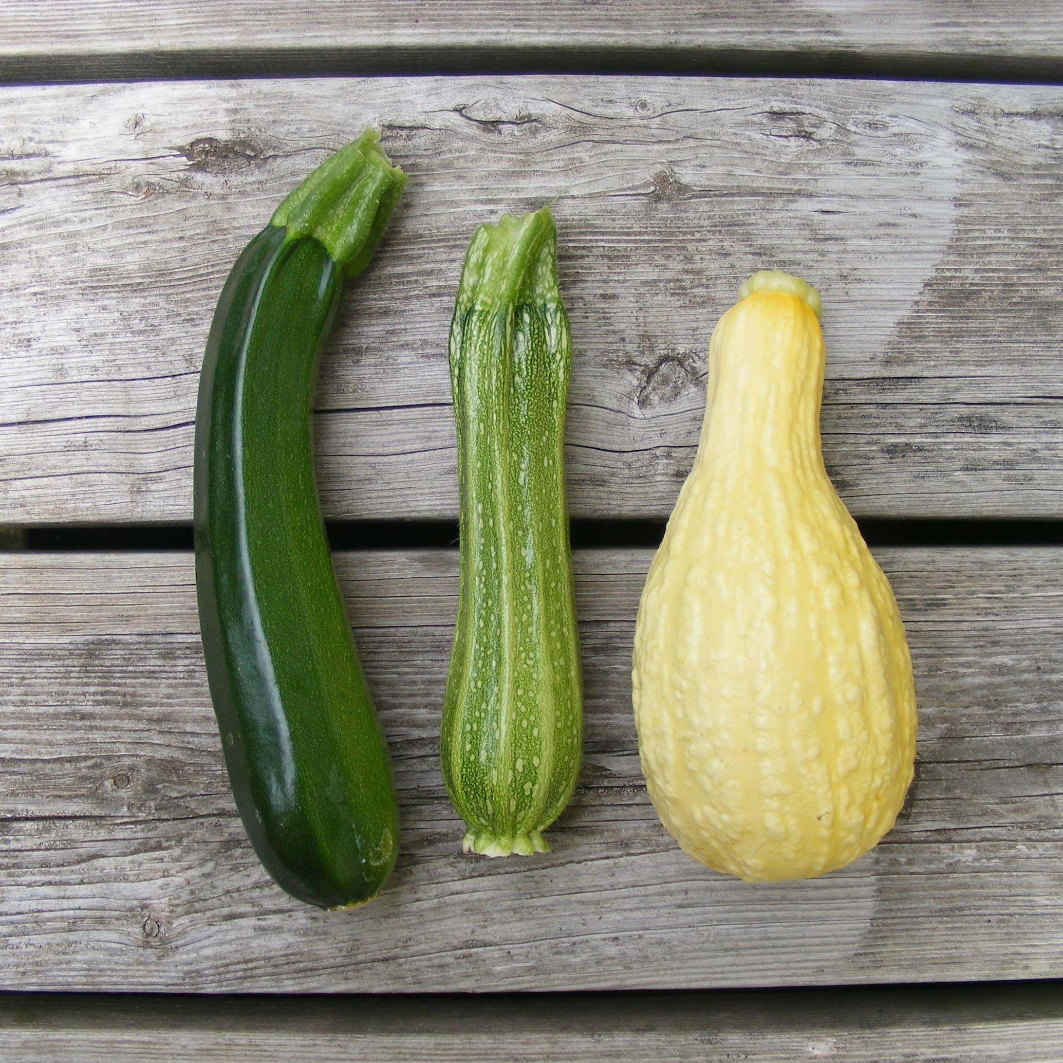 Harley Seeds Black Beauty Squash with rich color for sautéing and roasting.