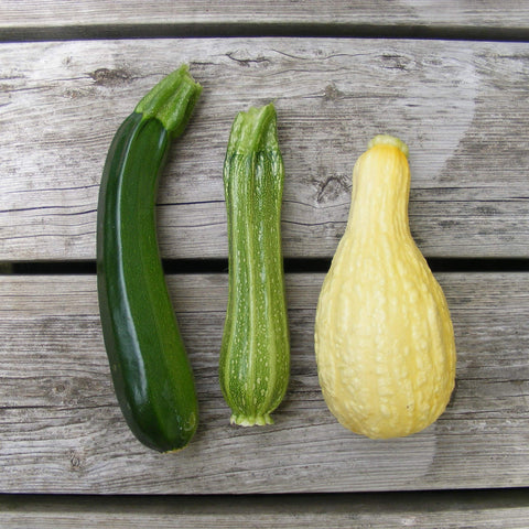 Harley Seeds Black Beauty Squash with rich color for sautéing and roasting.