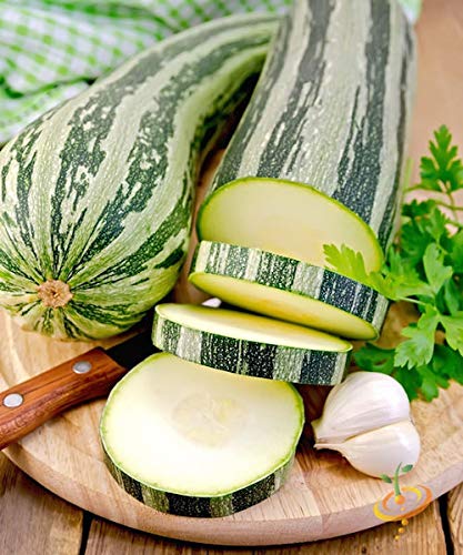 Harley Seeds Crookneck Squash bright summer fruit for salads and grills.