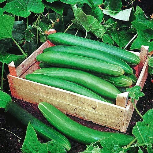 Harley Seeds Crystal Apple cucumber: sweet-crisp slices great in salads.