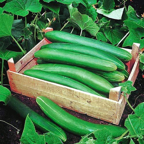 Harley Seeds Crystal Apple cucumber: sweet-crisp slices great in salads.