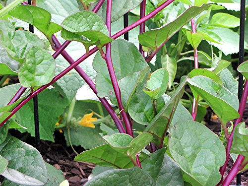 Harley Seeds seed soaking prep aids efficient germination.