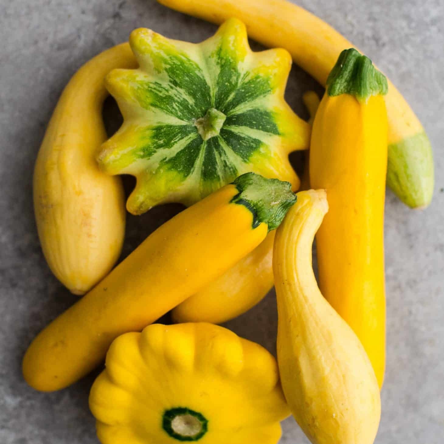 Harley Seeds Green Tint Scallop Squash ready for stuffing or grilling.
