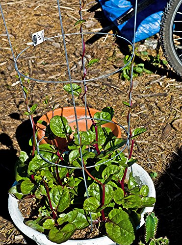 Harley Seeds harvest window 60-65 days for steady greens.