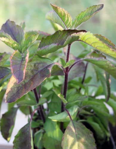 Harley Seeds Krishna Tulsi fragrant leaves for teas and garnishes