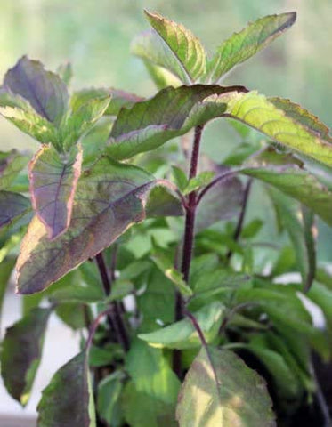 Harley Seeds Krishna Tulsi fragrant leaves for teas and garnishes