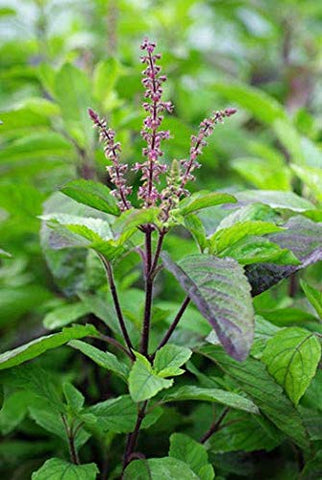 Harley Seeds Krishna Tulsi harvest-ready bunch for fresh-cut herbs