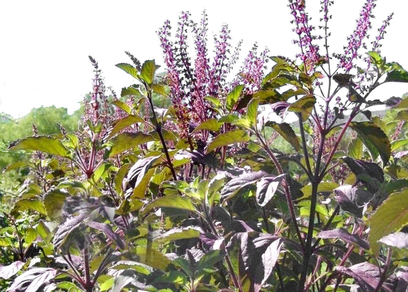 Harley Seeds Krishna Tulsi leaf close-up with purplish-green fragrance-ready foliage
