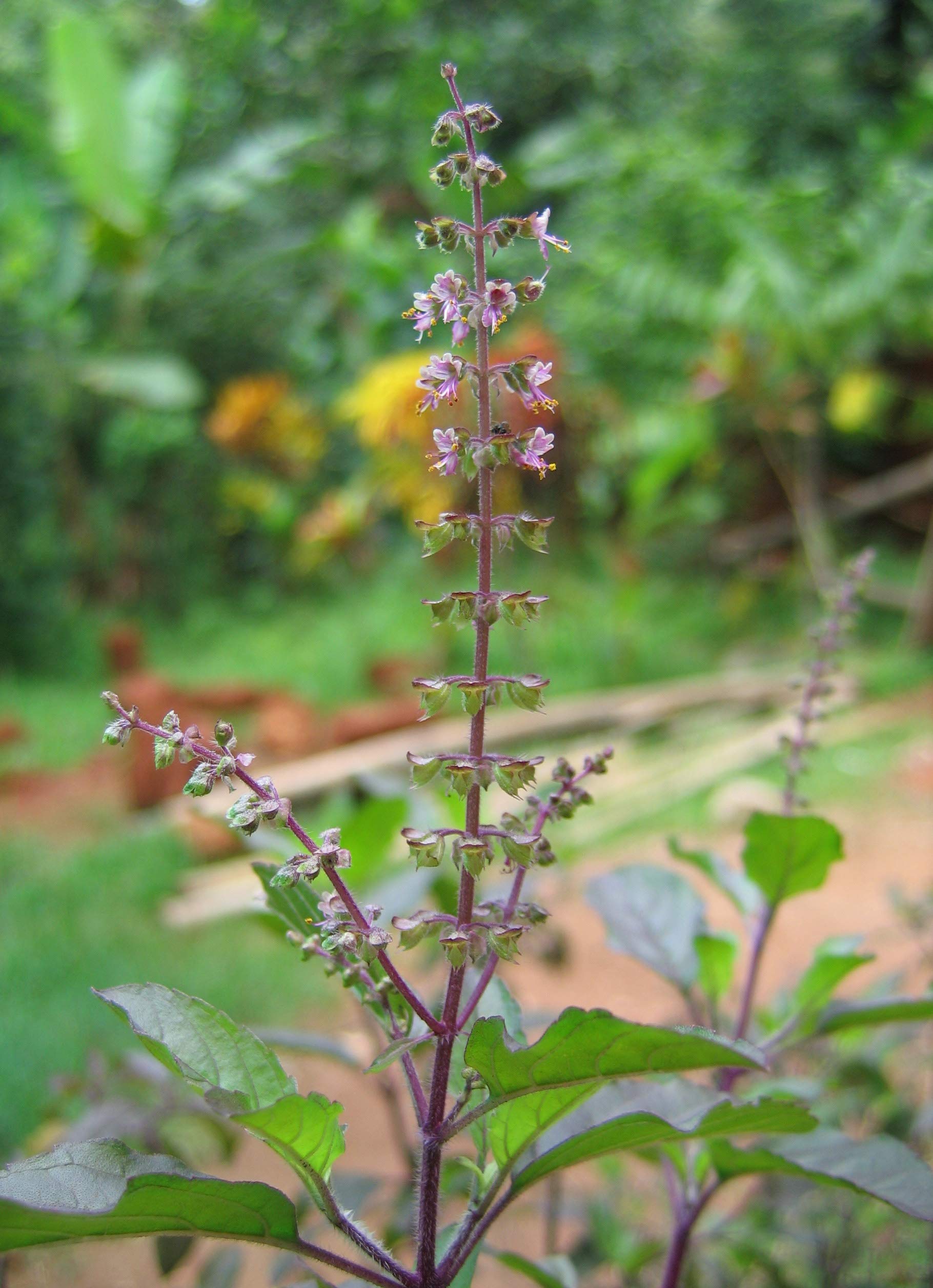 Harley Seeds Krishna Tulsi potted plant for home herb garden
